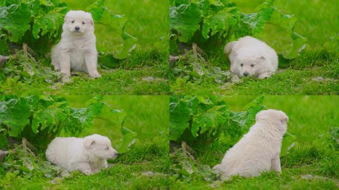 可爱的白色小狗
