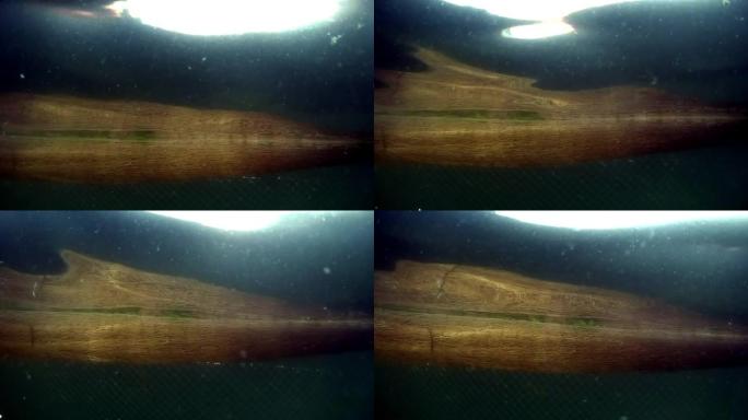 贝加尔湖渔网中活鱼的水下射击。