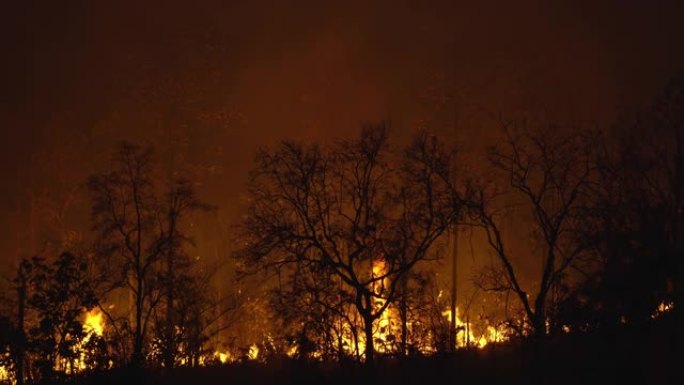 森林火灾灾害是人为造成的燃烧