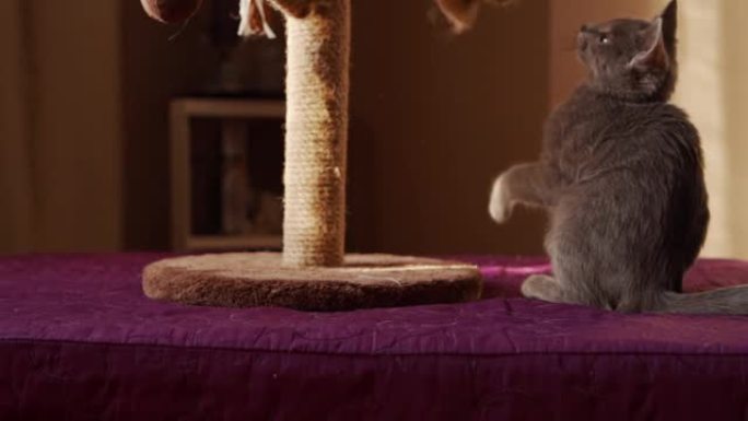 好奇的俄罗斯蓝猫喜欢玩挂在刮刮器上的绒球