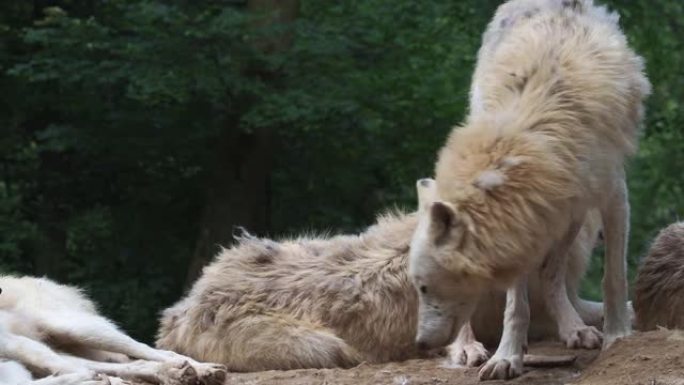 北极狼 (Canis lupus arctos)，又称白狼或极地狼