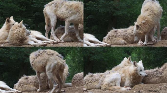 北极狼 (Canis lupus arctos)，又称白狼或极地狼