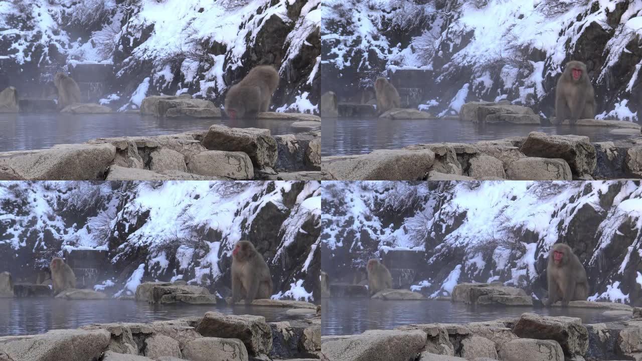 雪猴红脸猕猴喝雾雪热水