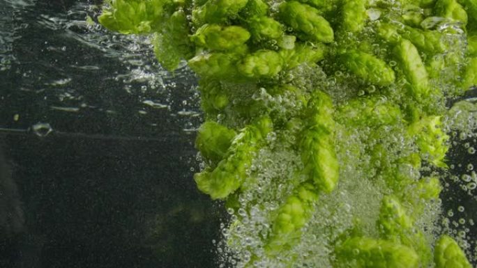 绿色啤酒花落入水中