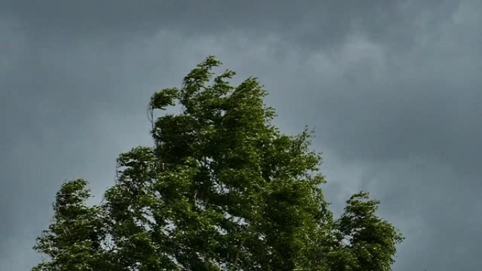 白桦树在暴风雨的天空下从飓风中摇曳