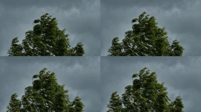 白桦树在暴风雨的天空下从飓风中摇曳
