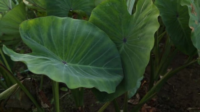 芋头植物领域