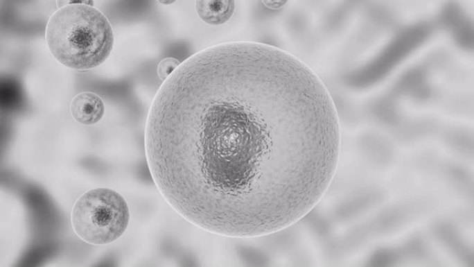 病原微生物活细胞感染过程的3D动画。病原微生物在活细胞内分裂，然后裂解细胞壁。