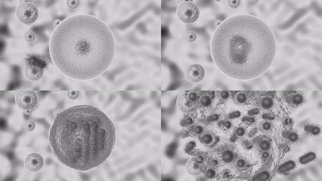 病原微生物活细胞感染过程的3D动画。病原微生物在活细胞内分裂，然后裂解细胞壁。