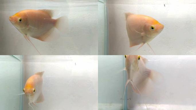 粉红色的婴儿巨型gourami鱼在鱼缸前玻璃附近游泳