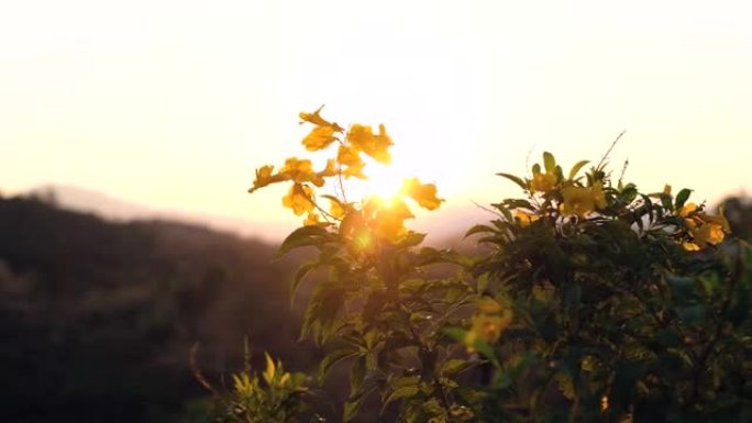 清晨多风的山中金色野生黄花的景色。泰国南山4k的黄金时段