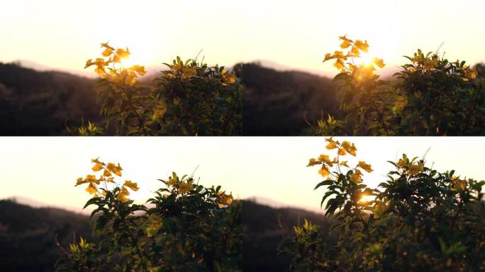 清晨多风的山中金色野生黄花的景色。泰国南山4k的黄金时段