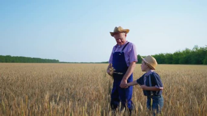 可耕种的农业，老人用草帽告诉他的小男孩有关农业的信息，同时手里拿着成熟的麦穗，收获时在田间行走