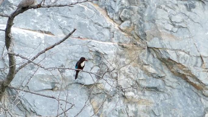 黑顶翠鸟 (Halcyon pileata)。自然界中的鸟