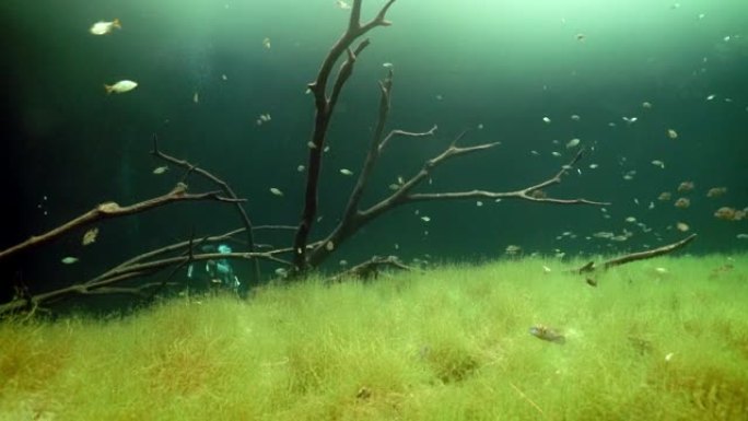 墨西哥尤卡坦半岛的水下洞穴潜水。