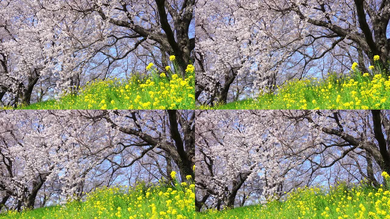 樱花景观春日美景风景如画樱花盛开