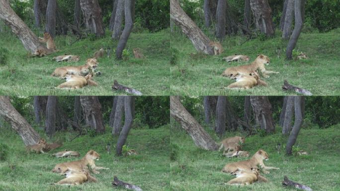 幼狮在玩耍，而母亲们则密切注视着