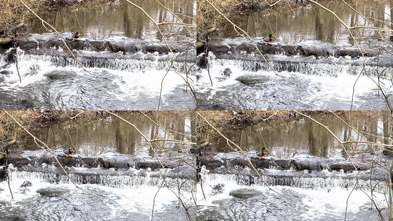 瀑布在溪流中，鸭子站在边缘