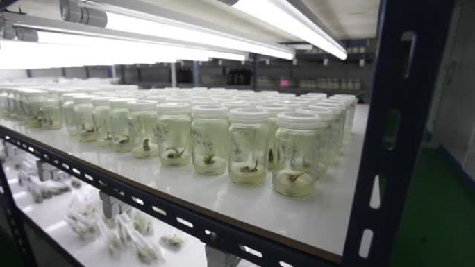 植物细胞与组织培养技术实验室