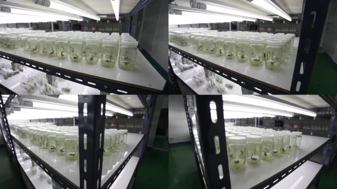 植物细胞与组织培养技术实验室