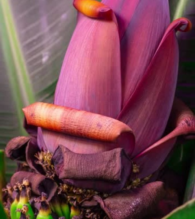 超级矮人卡文迪许香蕉花蕾