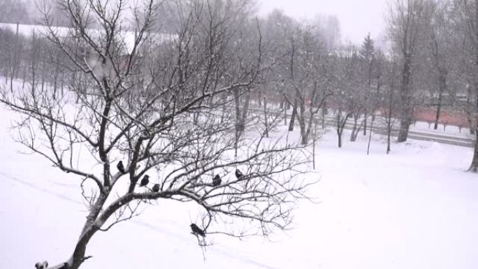 雪时乌鸦鸟坐在树上。冬季城市，复制空间，慢动作