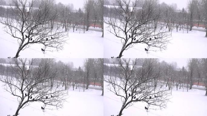 雪时乌鸦鸟坐在树上。冬季城市，复制空间，慢动作