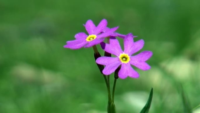 特写的紫色花在绿色的野生草原蒙古。