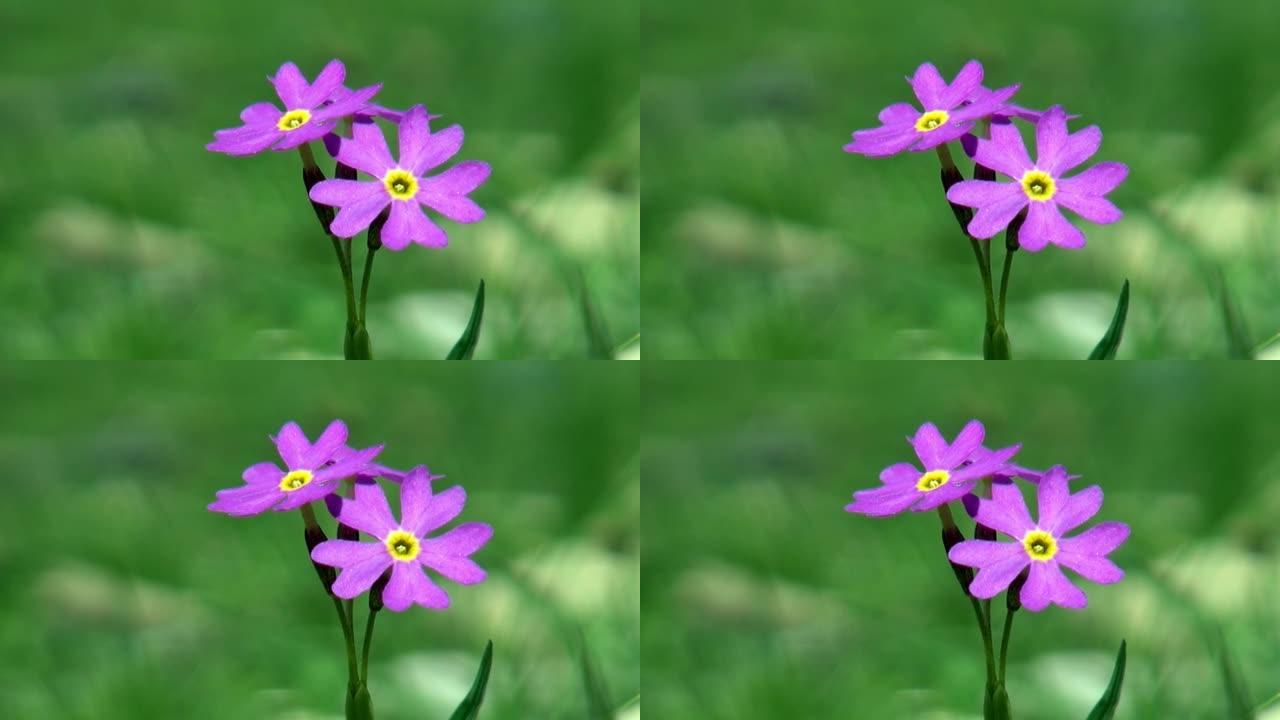 特写的紫色花在绿色的野生草原蒙古。