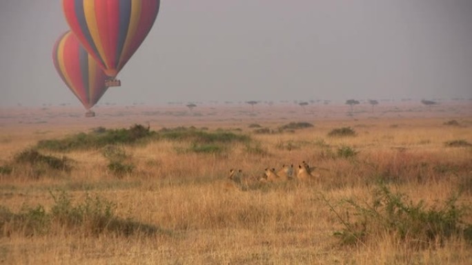 许多狮子在等待打算降落的热气球