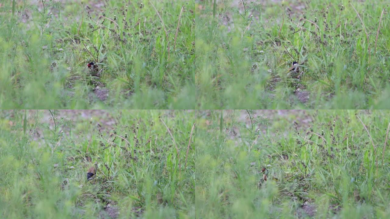 金翅雀在田间吃草籽