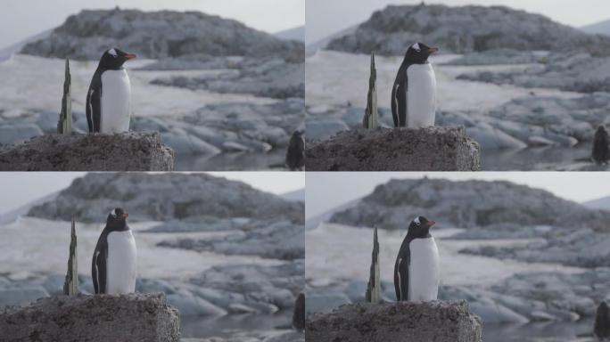 南极洲-坐在岩石上的Gentoo企鹅 (Pygoscelis Papua)