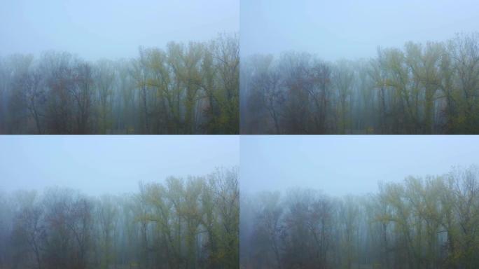 空中无人机视图。神秘的黑雾秋天森林或公园在运动。