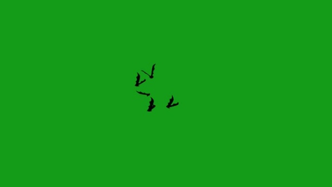 绿屏背景的飞行蝙蝠运动图形