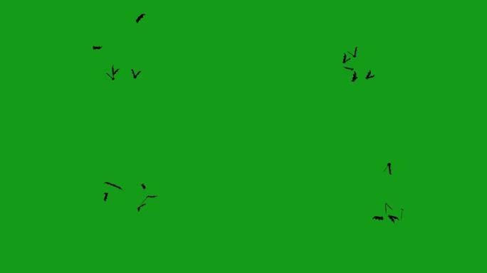 绿屏背景的飞行蝙蝠运动图形