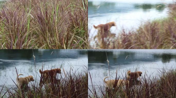 站在池塘边的两只寻回犬