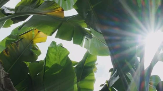 低角度的绿色香蕉叶，阳光照耀着叶子，光线和风吹过