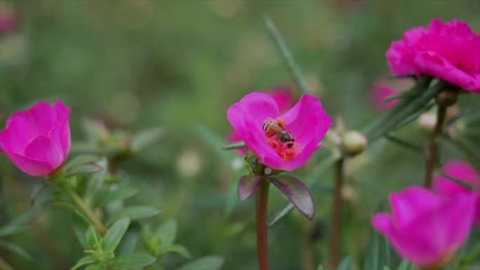 蜜蜂正在吃粉红色的花粉