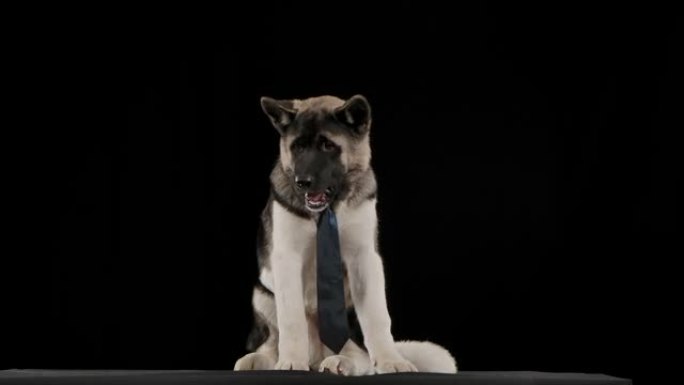 一个打着电动蓝色领带的美国秋田，舔着嘴唇，慢动作地咀嚼着什么东西。这只狗坐在工作室里，背景是黑色的。