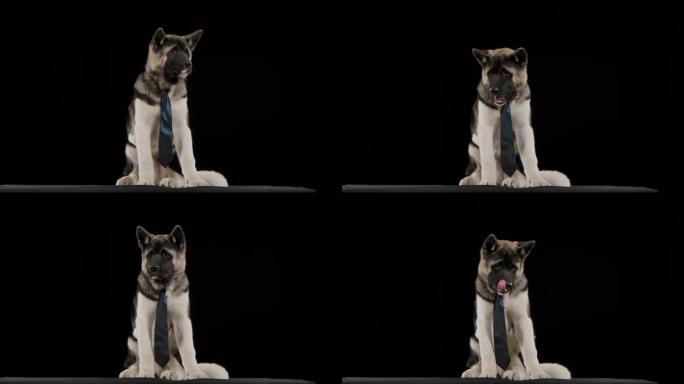 一个打着电动蓝色领带的美国秋田，舔着嘴唇，慢动作地咀嚼着什么东西。这只狗坐在工作室里，背景是黑色的。