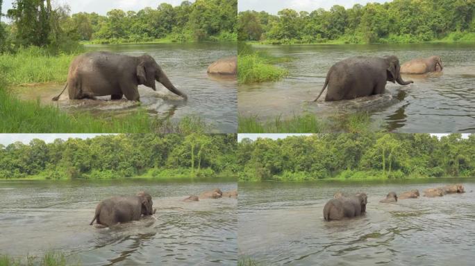 家庭大象在泰国的丛林中洗澡