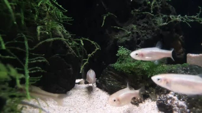 小白鱼在水生植物和岩石中休息