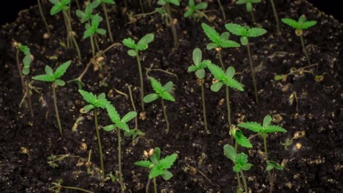 大麻植物生长破图而出绿植发芽生长延时