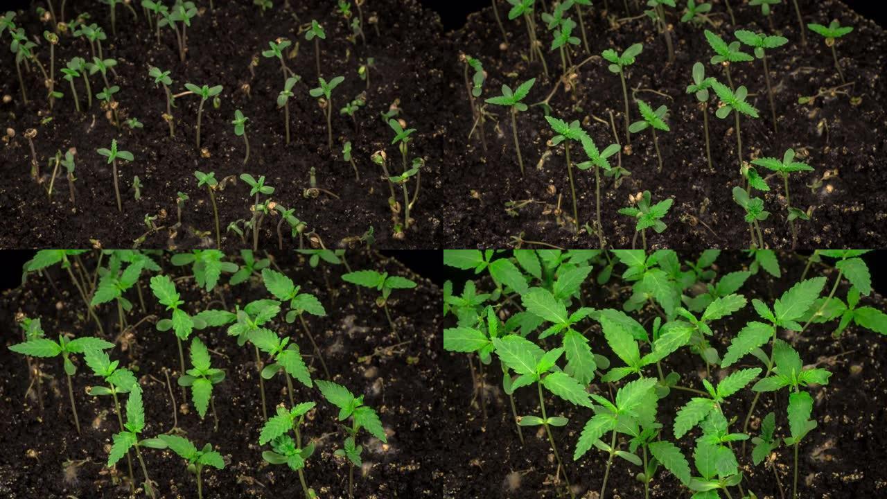 大麻植物生长破图而出绿植发芽生长延时