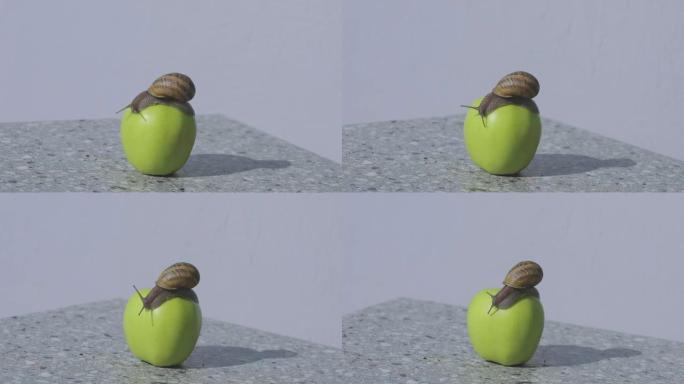 蜗牛在青苹果上。蜗牛在苹果上的特写。一只蜗牛正爬在一个苹果上。