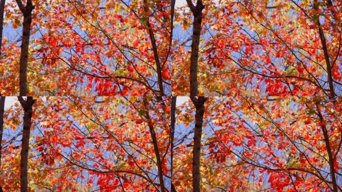 枫树与秋叶在风中摇曳