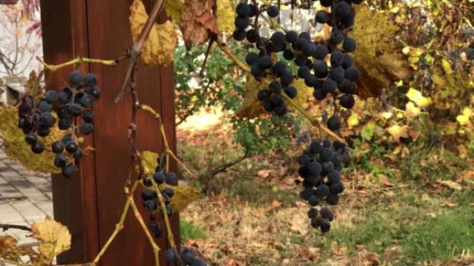 一束成熟和干燥的有机黑葡萄。