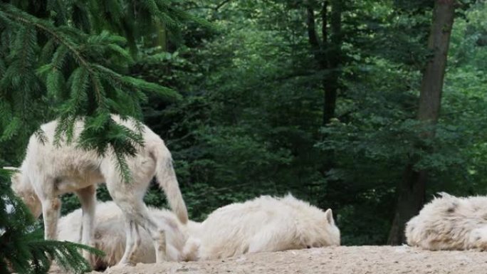 北极狼 (Canis lupus arctos)，又称白狼或极地狼