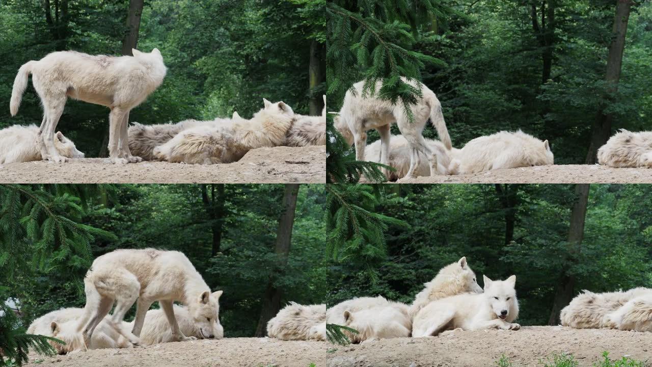 北极狼 (Canis lupus arctos)，又称白狼或极地狼