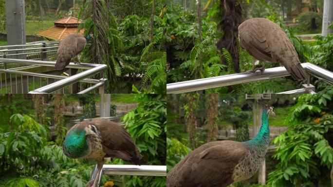 Steadicam拍摄了热带地区带有瀑布和长长的人行道的鸟类公园。相机显示一只孔雀坐在扶手上